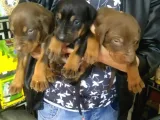 King Doberman