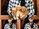 Toy Poodle