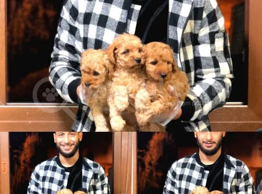 Toy Poodle