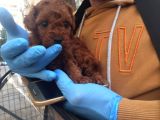 Gerçek Red Brown Toy Poodle