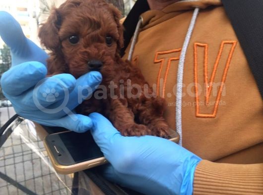 Gerçek Red Brown Toy Poodle görsel