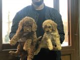 Toy Poodle