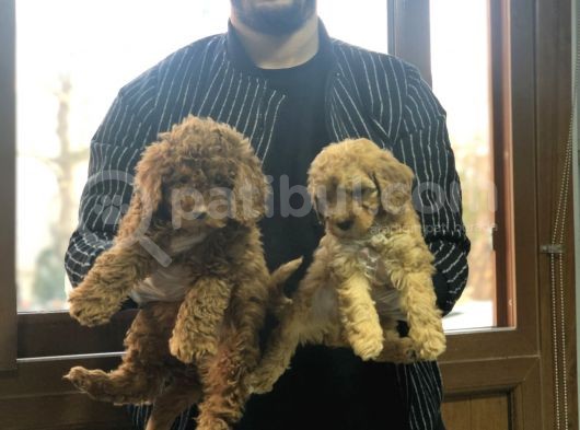 Toy Poodle görsel