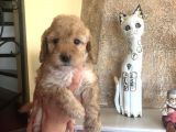 Toy Poodle Dişi Yavru