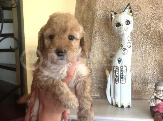 Toy Poodle Dişi Yavru