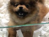 Pomerian Boo 2,5 Kg