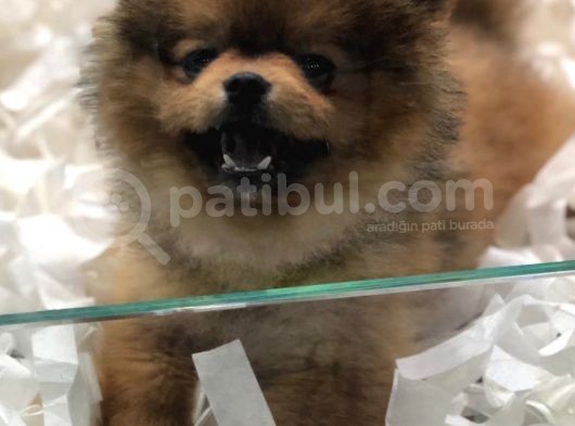 Pomerian Boo 2,5 Kg görsel