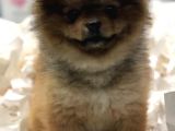 Pomerian Boo 2,5 Kg