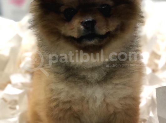Pomerian Boo 2,5 Kg görsel