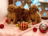 Toy Poodle