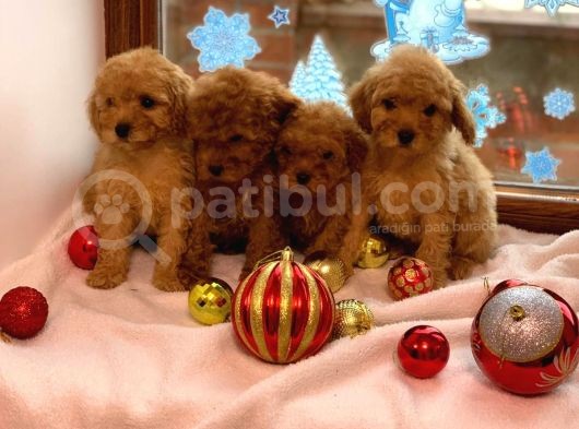 Toy Poodle görsel