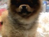 Pomerian Boo 2,5 Kg