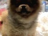 Pomerian Boo 2,5 kg