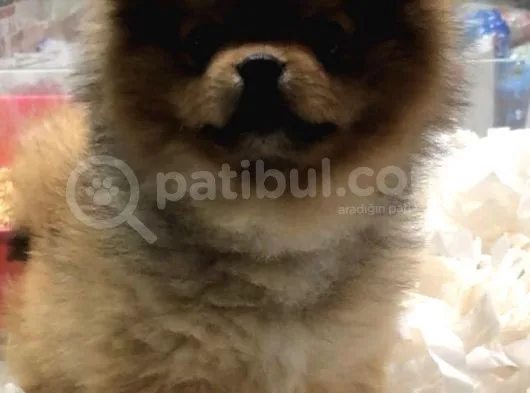 Pomerian Boo 2,5 Kg