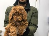Toy Poodle