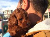 Gerçek Red Brown Toy Poodle