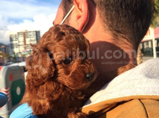 Gerçek Red Brown Toy Poodle görsel