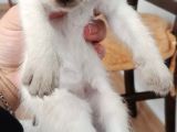 Muhteşem Siyam Yavrular Kedi Cinslerinin En Özel Irkı