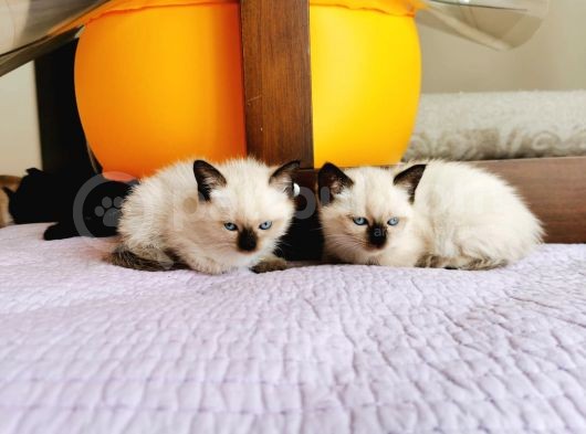 Muhteşem Siyam Yavrular Kedi Cinslerinin En Özel Irkı görsel