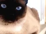 Muhteşem Siyam Yavrular Kedi Cinslerinin En Özel Irkı