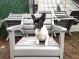 French Bulldog Yavrularımız