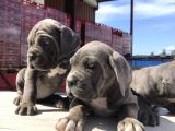 Cane Corsoda Devrim Gibi Yavrular