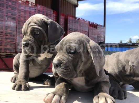 Cane Corsoda Devrim Gibi Yavrular görsel