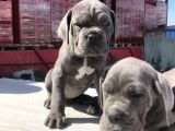 Cane Corsoda Devrim Gibi Yavrular