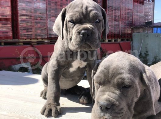 Cane Corsoda Devrim Gibi Yavrular görsel