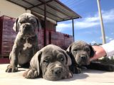 Cane Corsoda Devrim Gibi Yavrular