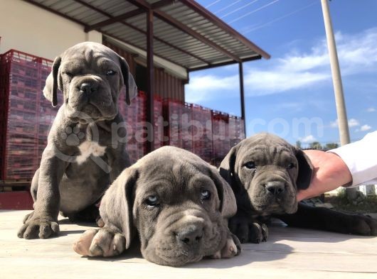 Cane Corsoda Devrim Gibi Yavrular görsel