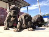 Cane Corsoda Devrim Gibi Yavrular