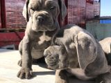 Cane Corsoda Devrim Gibi Yavrular