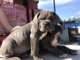 Cane Corsoda Devrim Gibi Yavrular