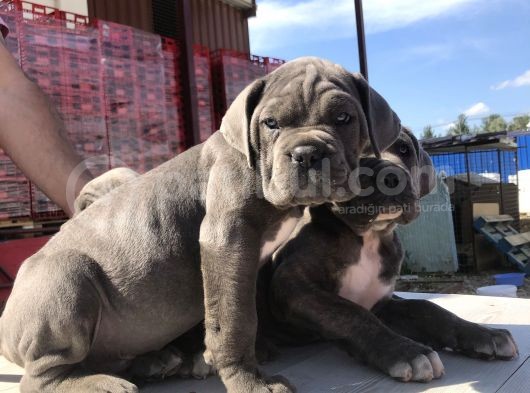 Cane Corsoda Devrim Gibi Yavrular görsel