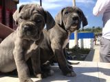 Cane Corsoda Devrim Gibi Yavrular