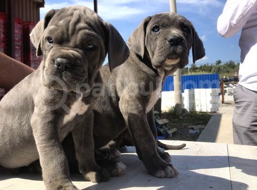 Cane Corsoda Devrim Gibi Yavrular görsel