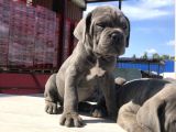 Cane Corsoda Devrim Gibi Yavrular
