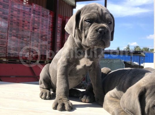 Cane Corsoda Devrim Gibi Yavrular görsel