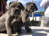 Cane Corsoda Devrim Gibi Yavrular
