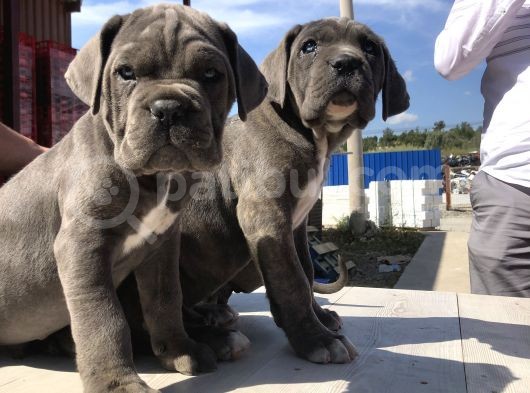 Cane Corsoda Devrim Gibi Yavrular görsel