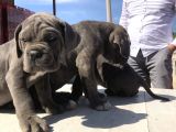 Cane Corsoda Devrim Gibi Yavrular