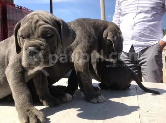 Cane Corsoda Devrim Gibi Yavrular