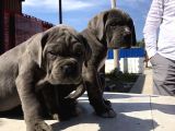 Cane Corsoda Devrim Gibi Yavrular