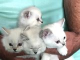 Scr Li Anne Babanın Güzellikleri