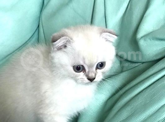 Scr Li Anne Babanın Güzellikleri görsel