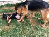 Alman Çoban Köpeği Yavruları