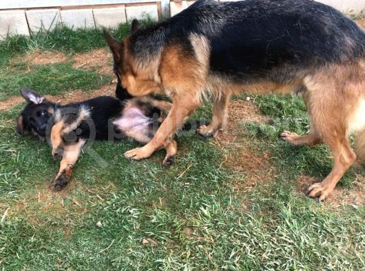 Alman Çoban Köpeği Yavruları görsel