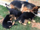 Alman Çoban Köpeği Yavruları