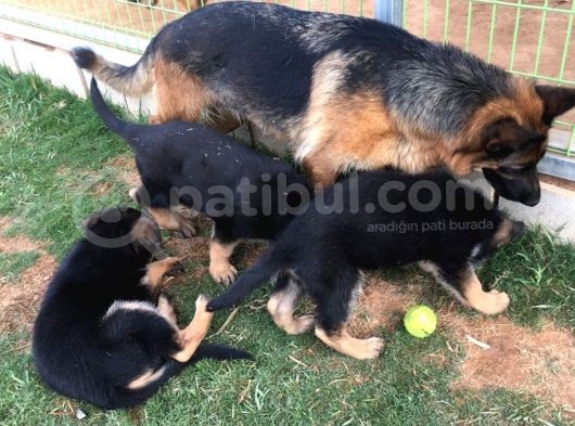 Alman Çoban Köpeği Yavruları görsel